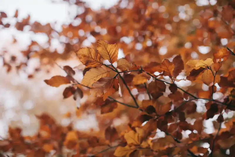 Prepare for Fall Festivities With a Junk-Free Home